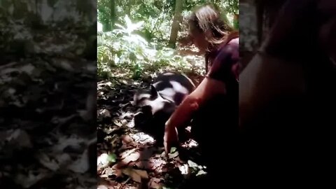 Tapir Encounter in the Amazon