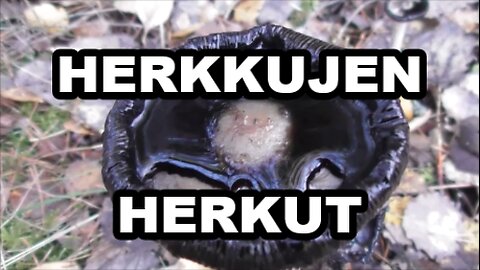 Herkkujen herkut