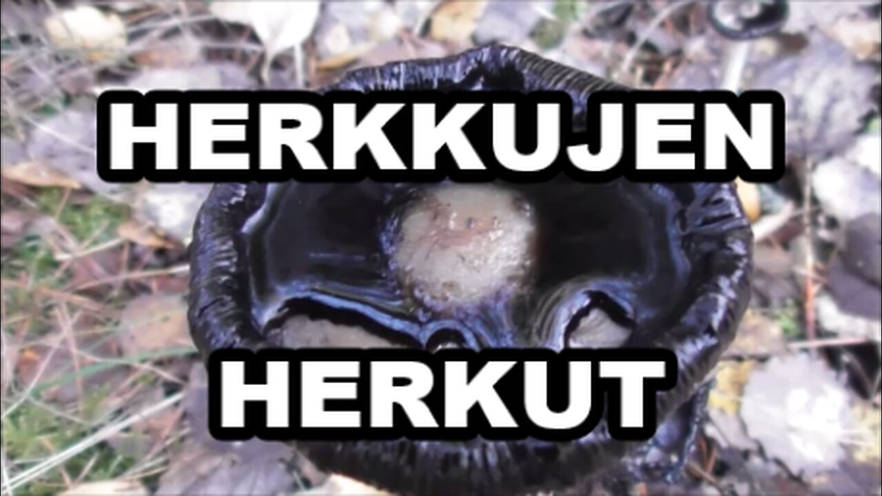 Herkkujen herkut