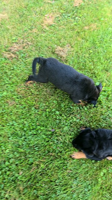 8 week Old Rottweiler Puppies