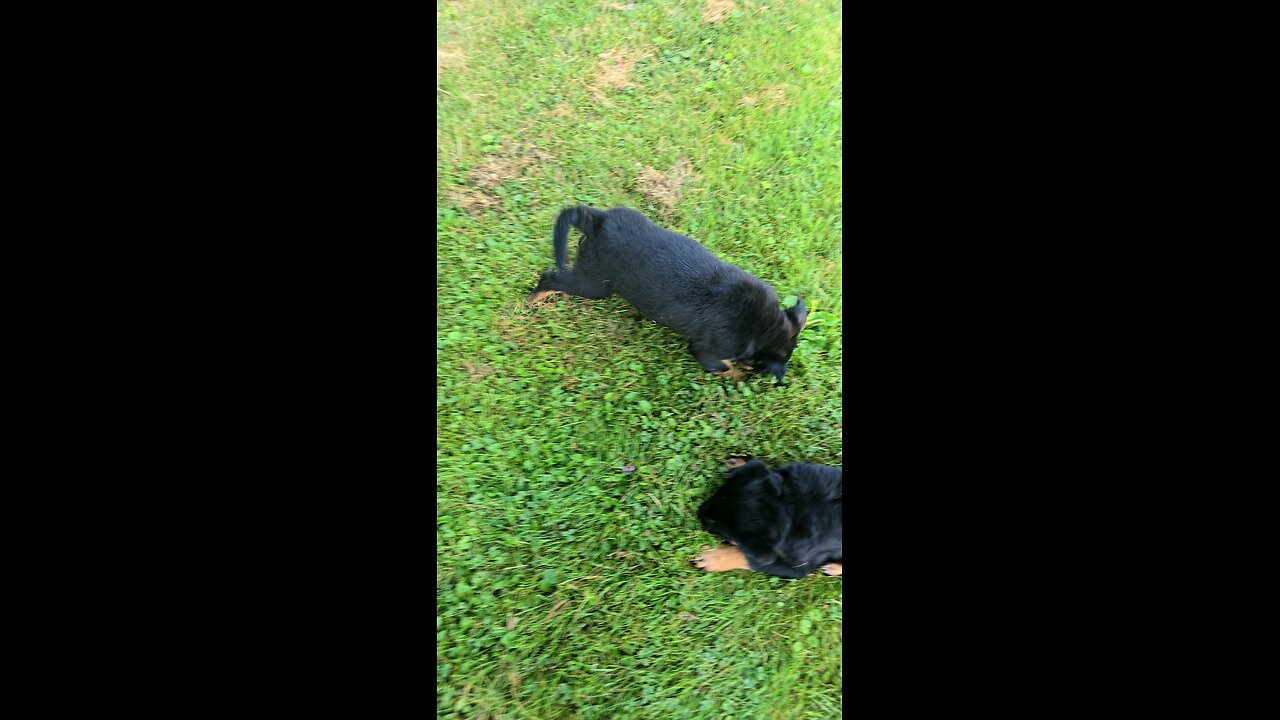 8 week Old Rottweiler Puppies