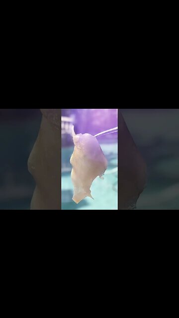 Hit us up at Nugsmasher.com Today! Rosin Made Simple©