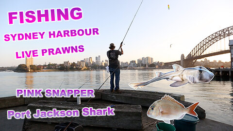 FISHING SYDNEY HARBOUR