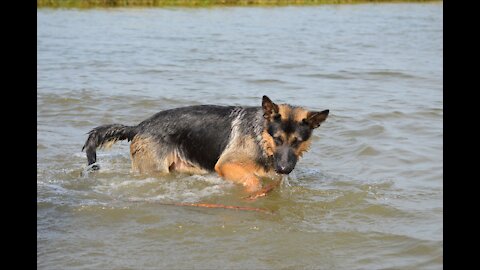 left the dog on the other bank