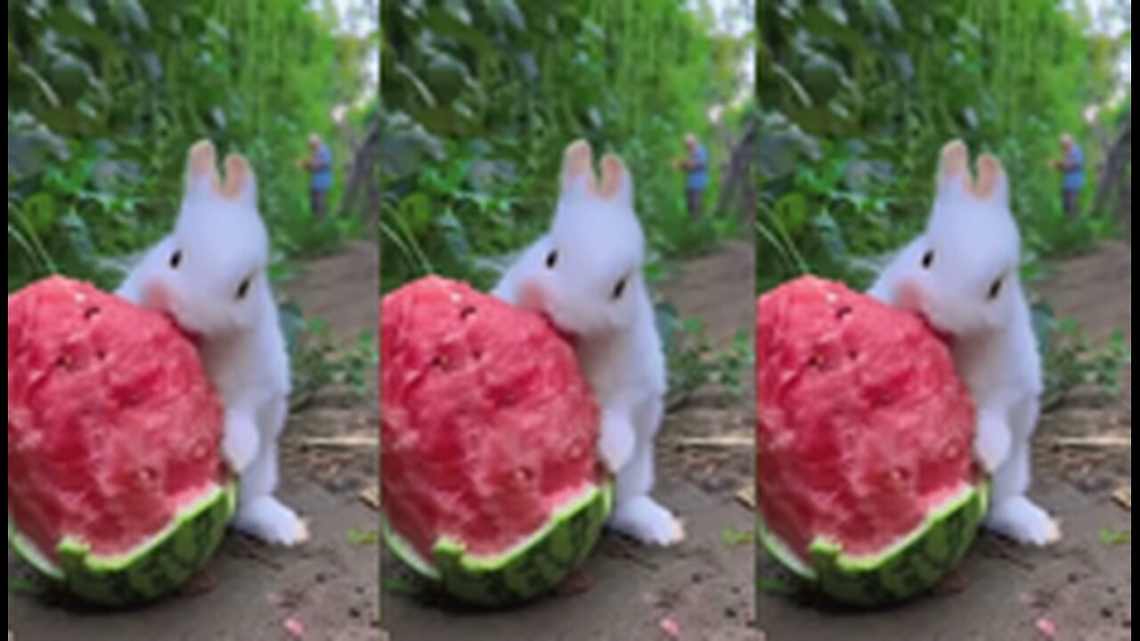 Rabbit Melon