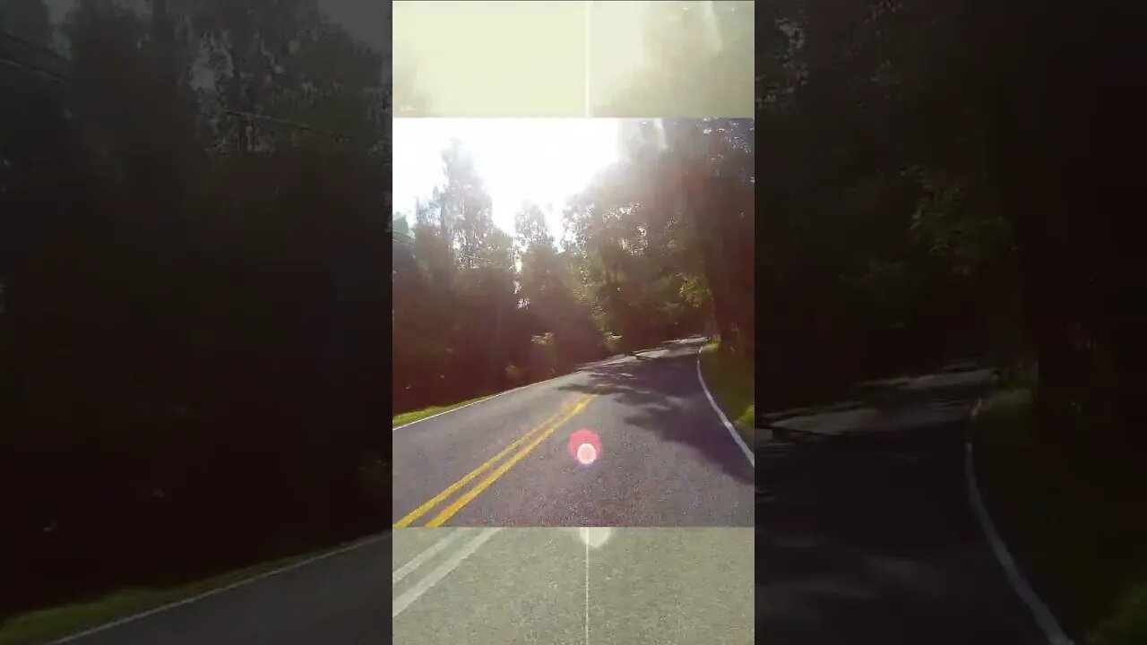 My motorcycle startles a great blue heron in the middle of the road