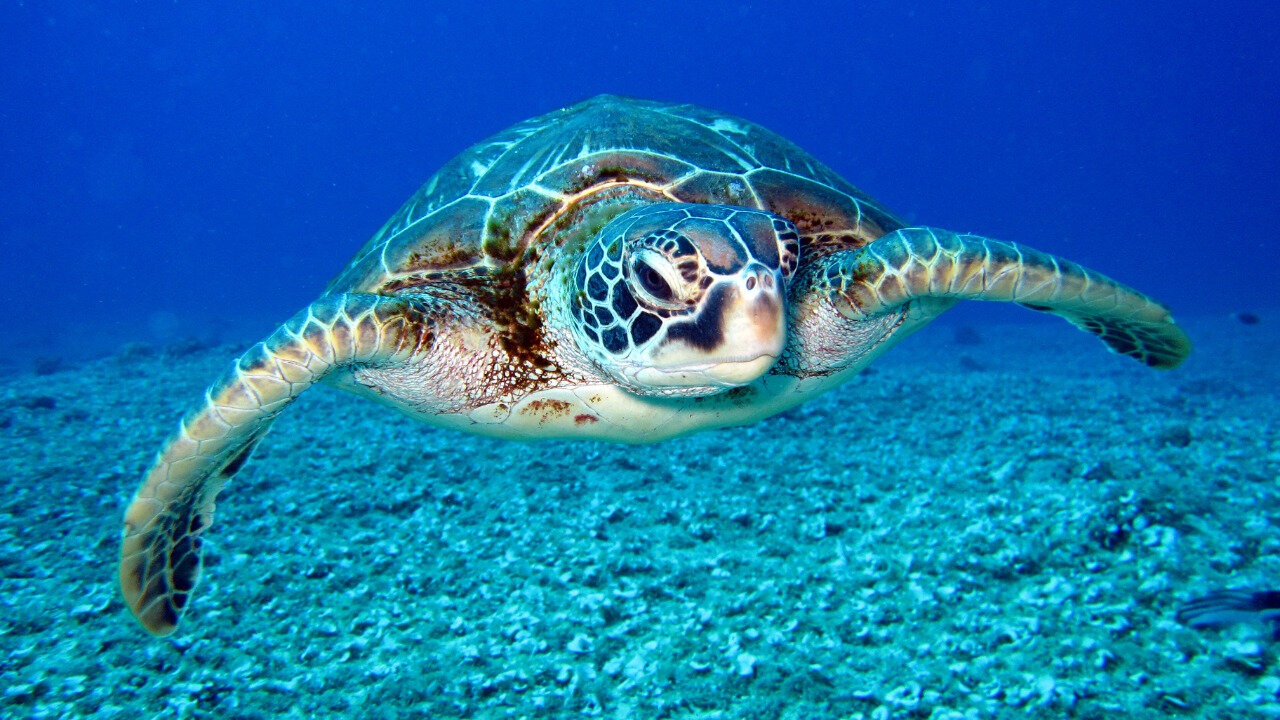 A Look at Sea Turtles - An Overview