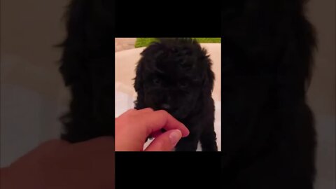 Funniest Cat and Dog Videos Compilation