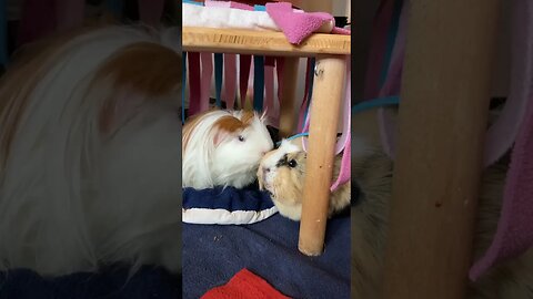 Guinea pigs share a kiss