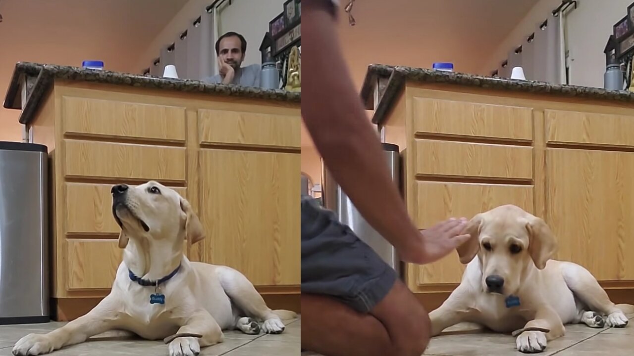 Labrador Dog shows how the food obedience training is done. He is not eating the treat until