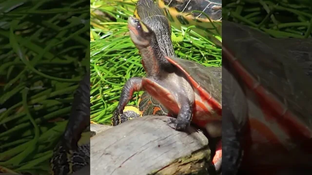 RARE Pink bellied side neck turtle ||cute turtle sitting on a log|| #shorts