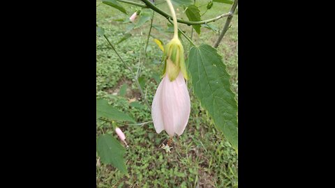 Giant Pink Turk's Cap