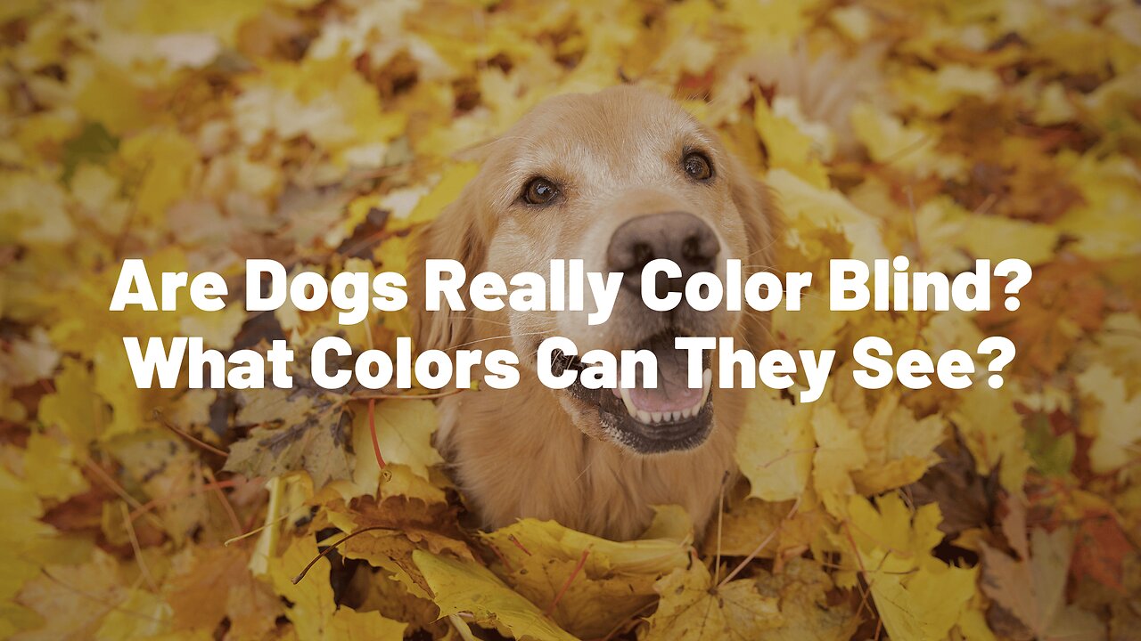 Are Dogs Really Color Blind? What Colors Can They See?