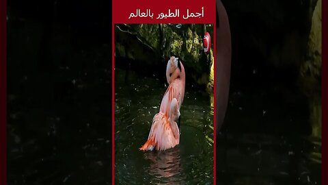 Flamingo 1 اجمل طيور بالعالم