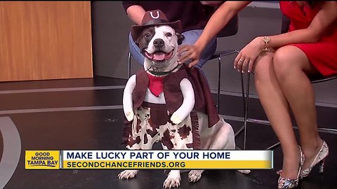 Rescues in Action: Lucky