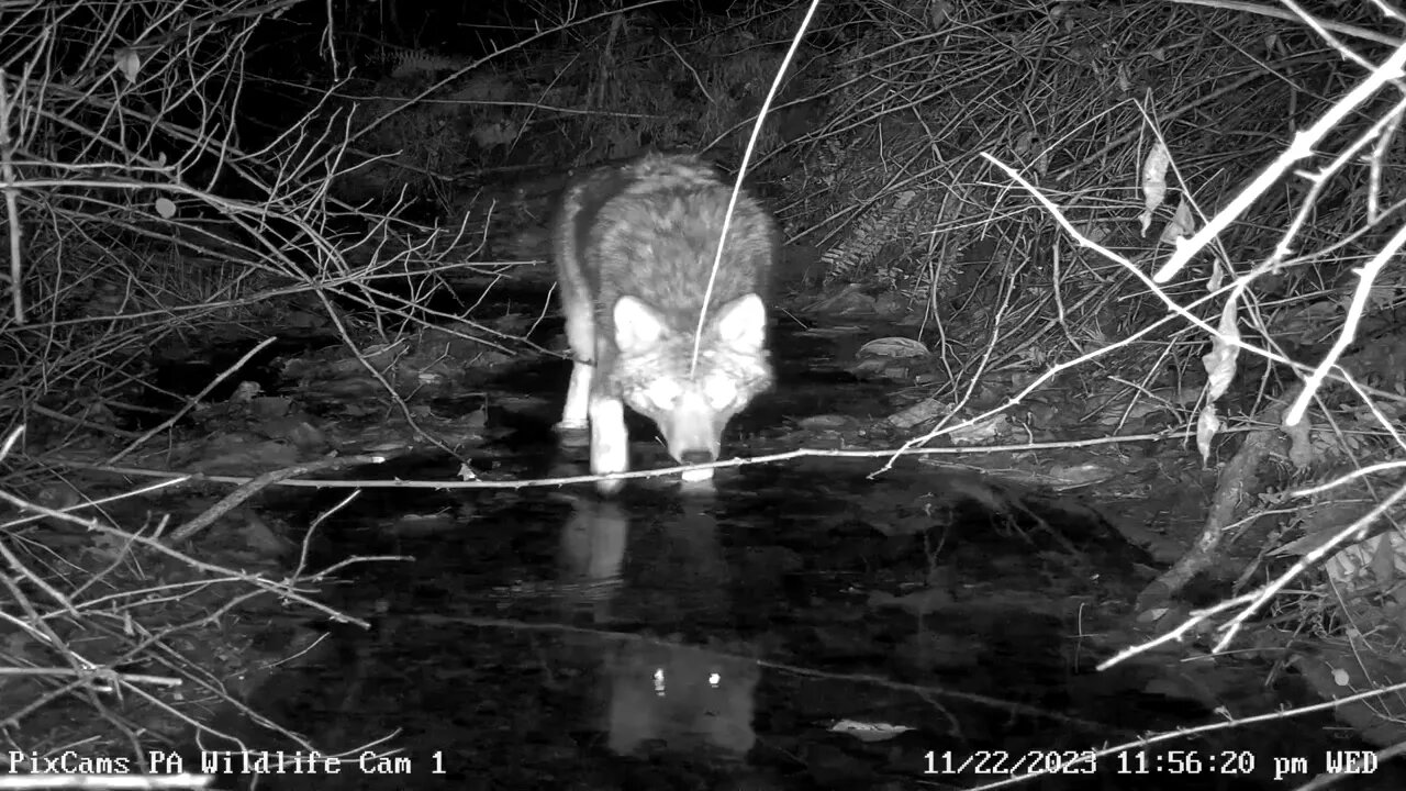 Coyote close-up on PA Wildlife Cam 1 11-22-2023