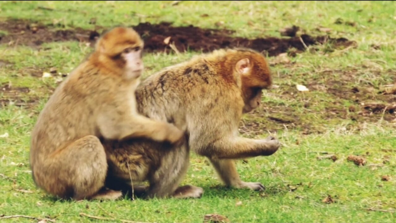 Monkeys Catching Hard Behind | Wonder wild Monkeys Massage.