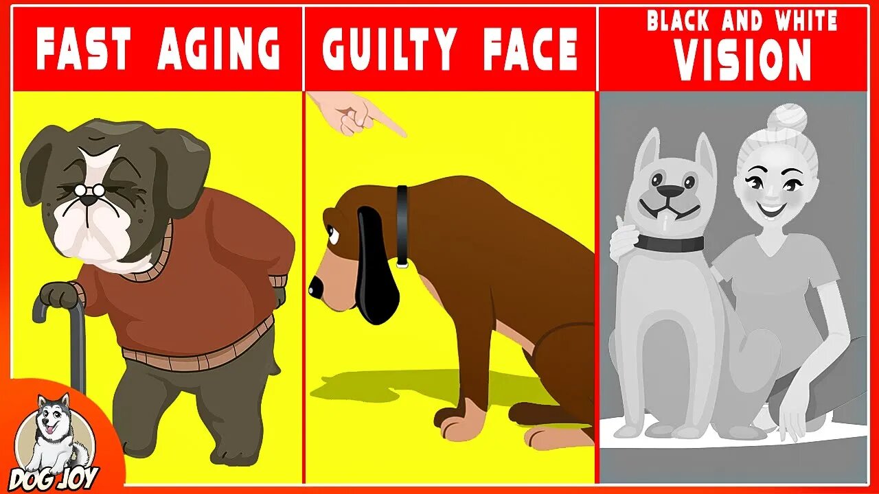 Fetch the Facts: Dog Myth Debunking Unleashed