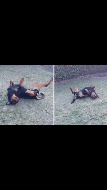 Playful pup has so much fun rolling in the grass