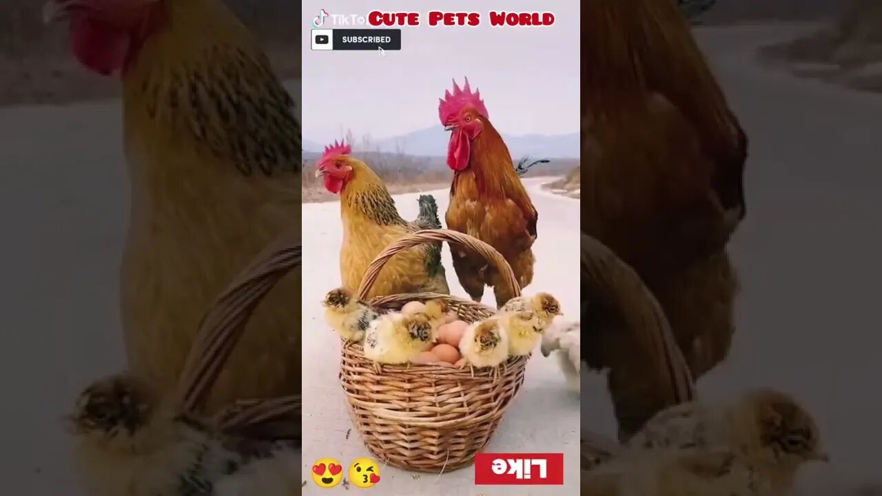 cute puppy riding hen #shorts #tiktok #funny #trending #trend