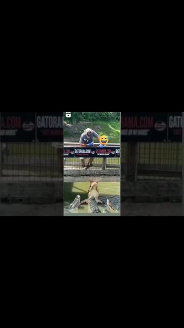 Gator Got Stucked #shorts