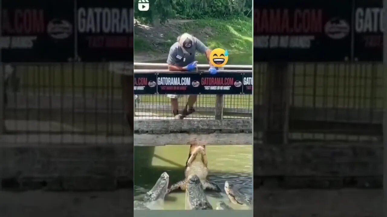 Gator Got Stucked #shorts