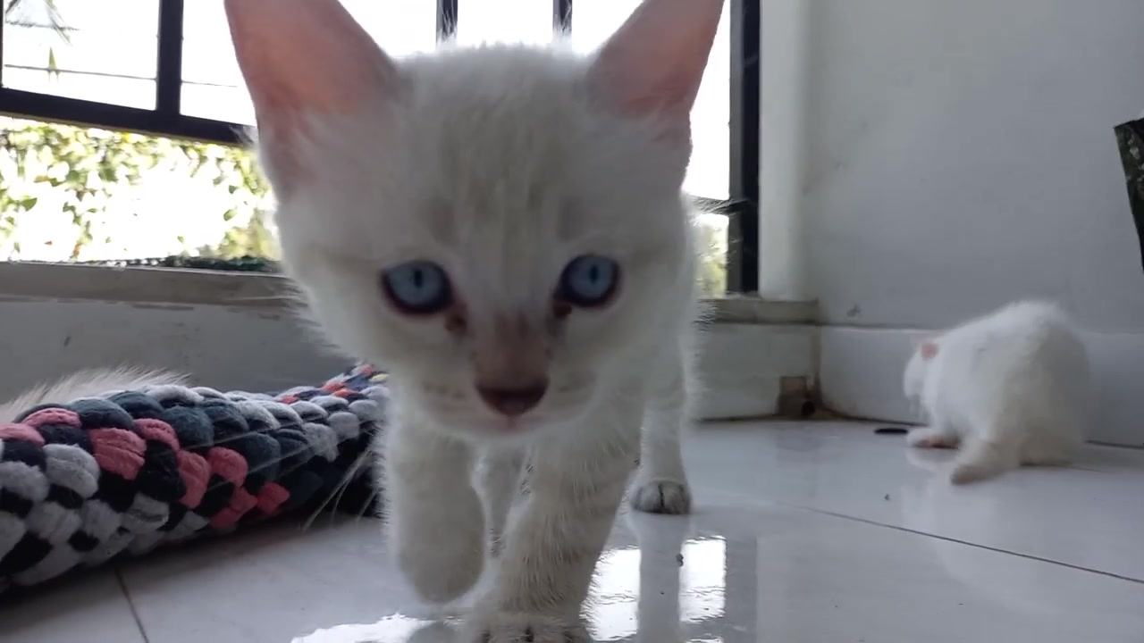 The kitten was filmed for the first time - Love Cat