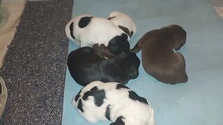 Puppies Crawling About