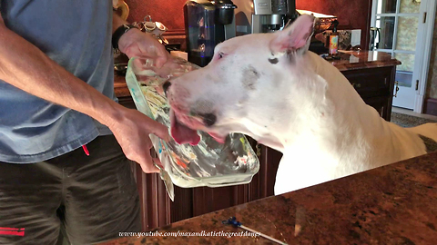 Great Dane Loves Cool Whip Easter Egg Technique