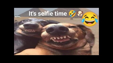 Cat | Funny Animals Videos2022😻-Funniest Cats And Dogs Videos