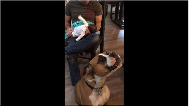 Boxer turns out to be natural baby whisperer