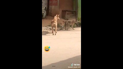 funny animals video comedy videos 😂