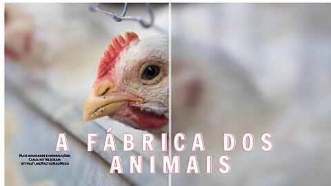 🎬💥A FÁBRICA DOS ANIMAIS - The Cost of Meat (DOC) (2023)💥🎬