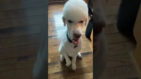 Before and after haircut