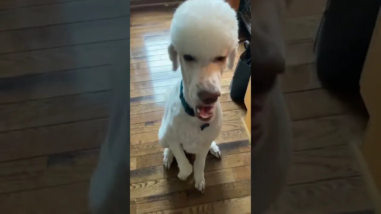Before and after haircut