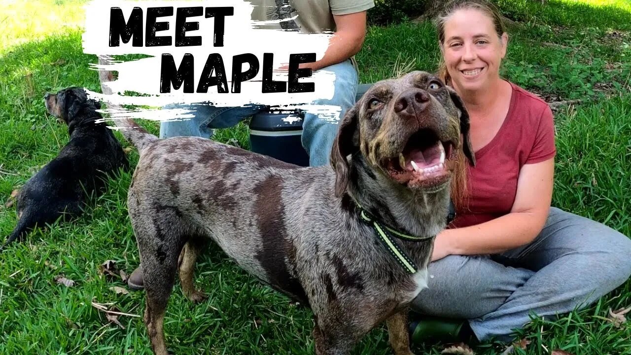 How Our Catahoula Leopard Dog Maple Works On The Farm