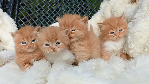 Attractive and beautiful Iranian male kittens with attractive colors