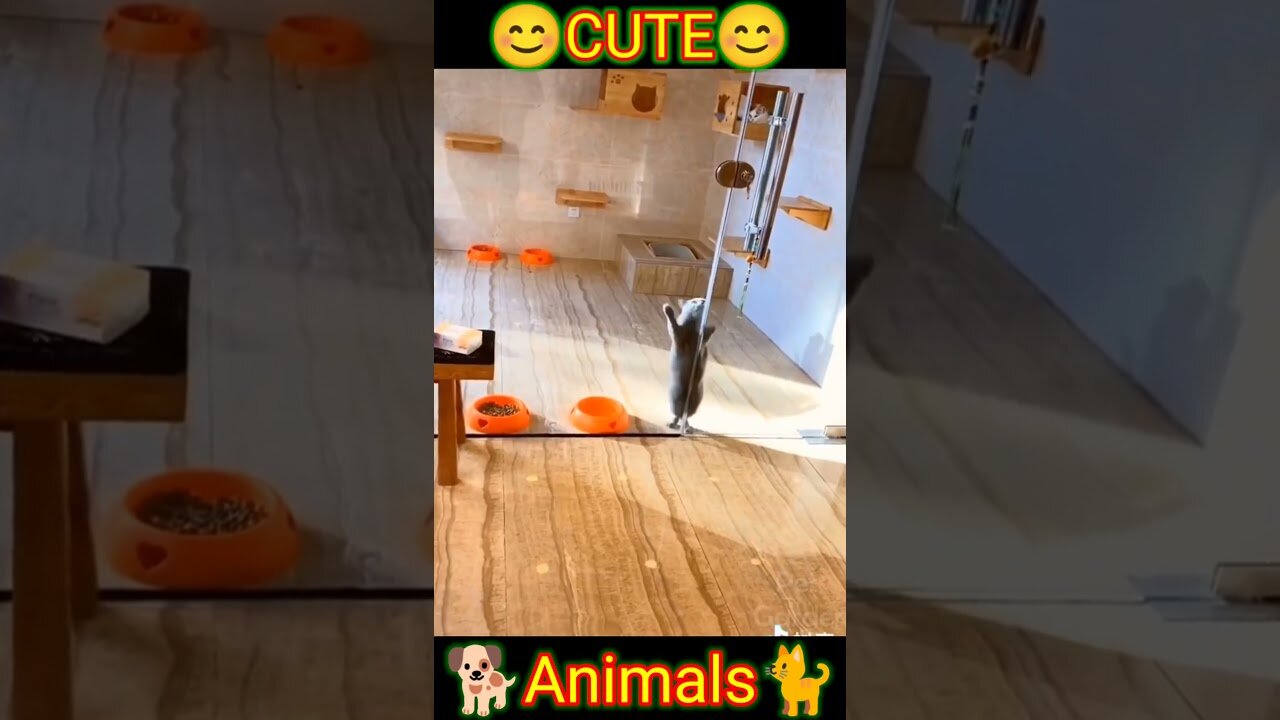 cute animals #short #shorts #cute_animals