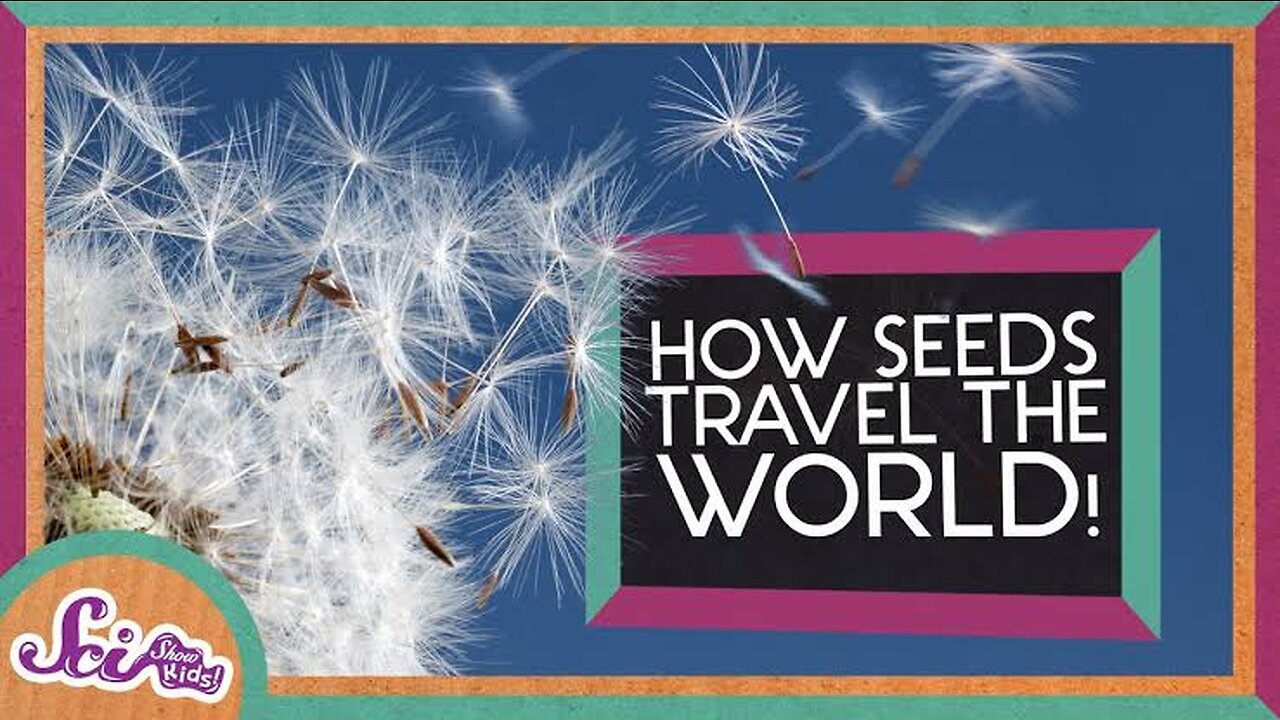 How seeds travel?