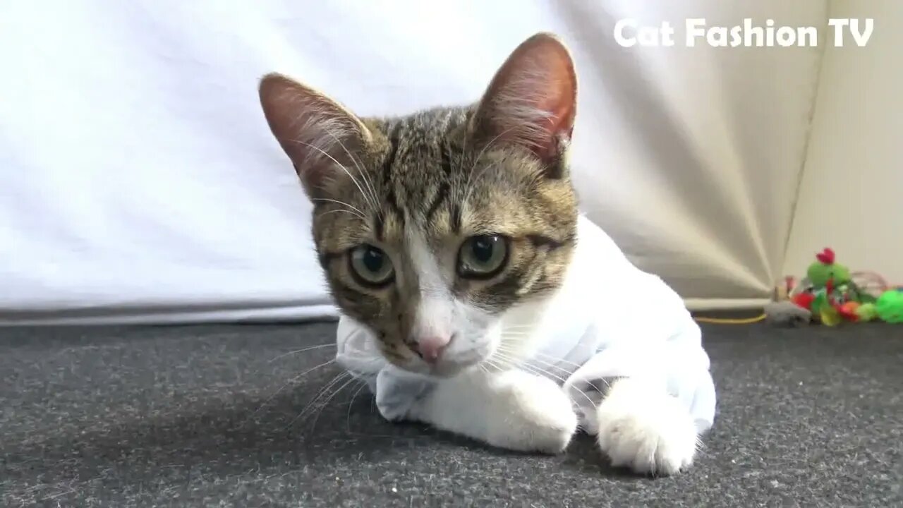 In the Cold, Kitten Wears Clothing