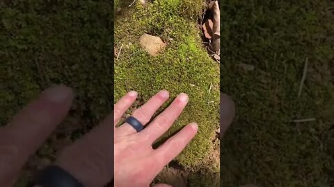 Random ish in the woods