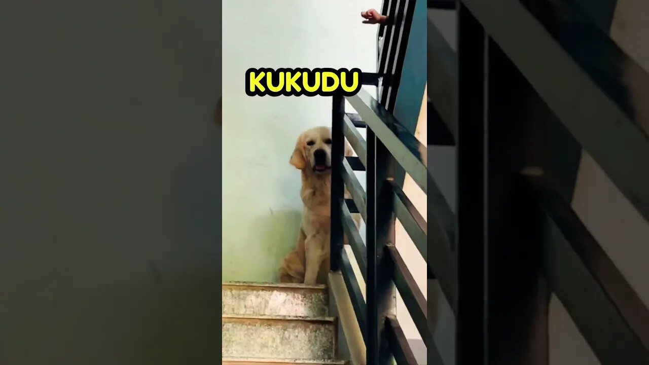 Ghostu Bullying Kukudu 😍Funny Video #goldenretriever #ytshorts #shorts