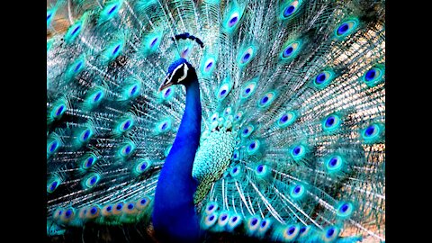 Peacock Beauty