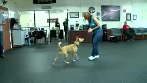 Connecting veterans with service dogs | Digital Short