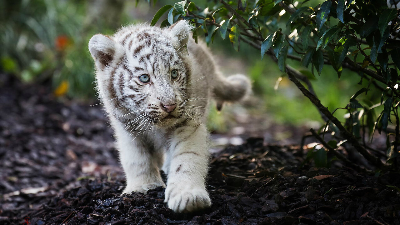 Baby Animals 4K - Amazing World Of Young Animals | Scenic Relaxation Film