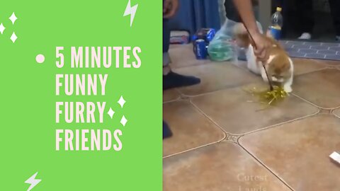 5Minutes of Funny Little Furry Pals