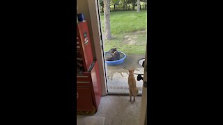 Cooling off in pool