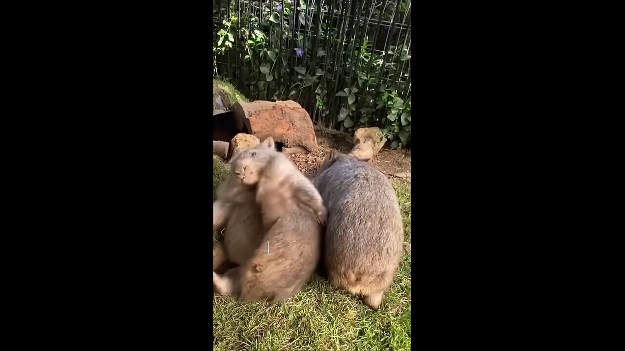 Wombat digging in the wrong direction. #shortvideo #animals + #healing #cute #wombat #love