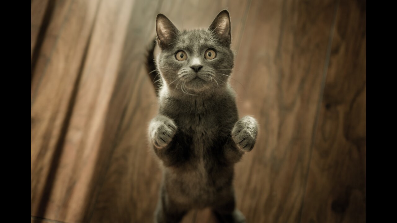 funny cute cat's life keep you happy