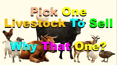 No. 968 – Pick One Livestock To Sell – Why That One